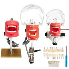 Dental Simulator Phantom Head