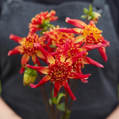 Dahlia tuber octopus sparkle - -,