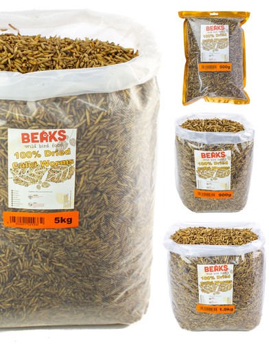 Dried calci worms for - for, wild