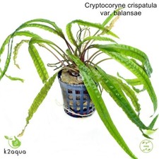Cryptocoryne Balansae Live
