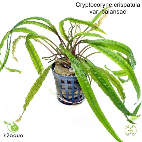 Cryptocoryne balansae live - cryptocoryne,