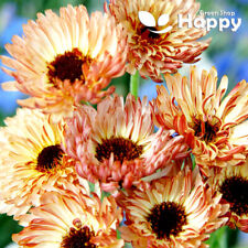 POT MARIGOLD - SUNSET BUFF 1g