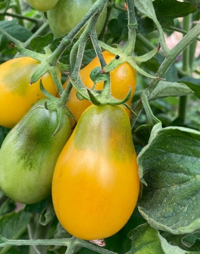 Tomato yellow pear plug - pear,