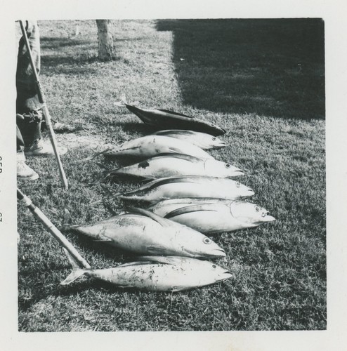 Freshly caught tuna - tuna, on