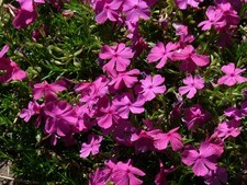 Phlox Subulata McDaniels
