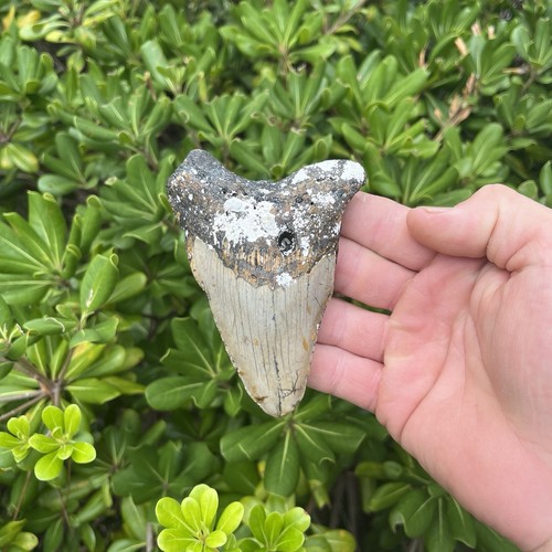 Real megalodon shark - real,