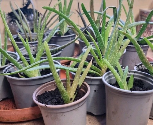 Aloe vera pups small - aloe,