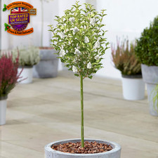 Syringa White Tree | Potted