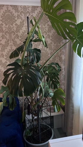 Large indoor plant - large,