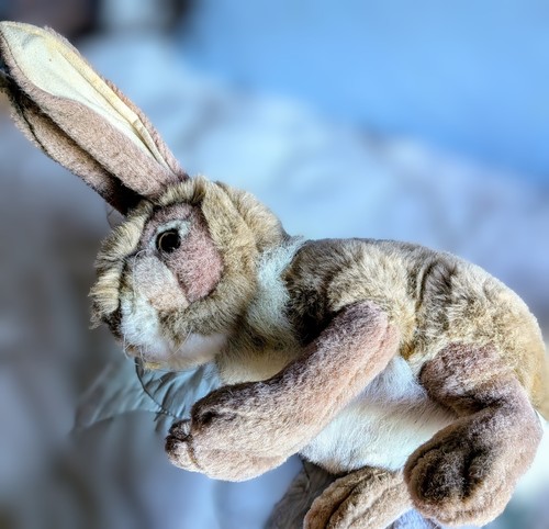 Hansa jack rabbit sitting - hansa,