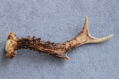 Naturally shed wild - shed,