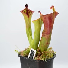 Heliamphora macdonaldae AW 01