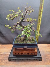 Twisted trunk Chinese elm Bonsai tree in 18cm pot, Frost resistant pot