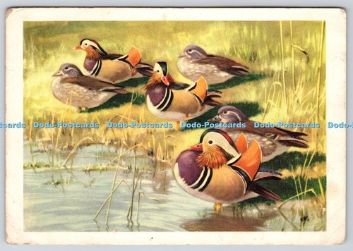 L352778 mandarin ducks - mandarin, peter