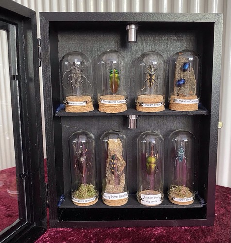 Beetle display case - case,