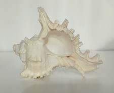 Conch shell small vintage - conch,