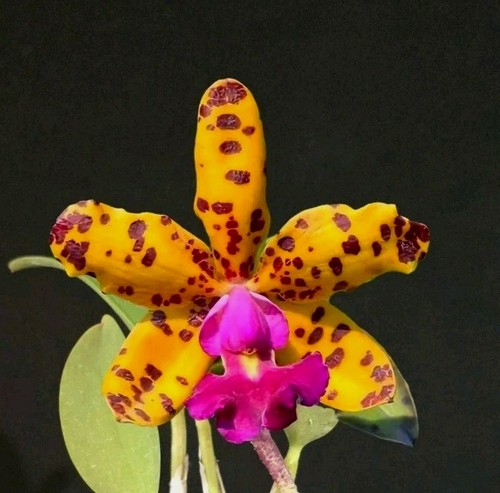 Cattleya jungle eyes - cattleya,