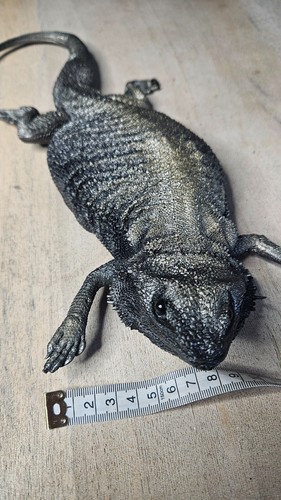 Hand painted bearded dragon - hand-painted,