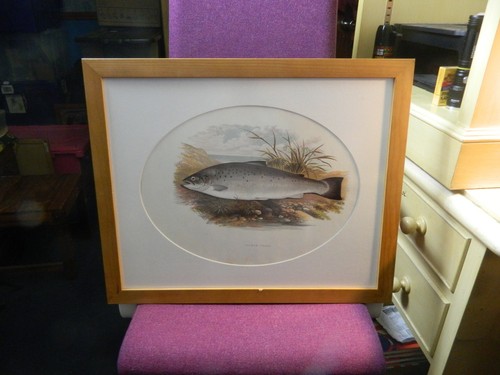 Framed salmon trout print - framed,