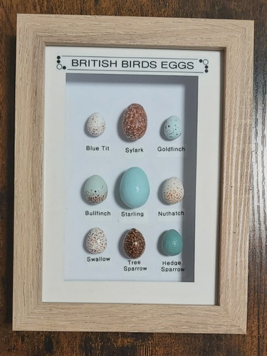 British birds eggs framed - british,