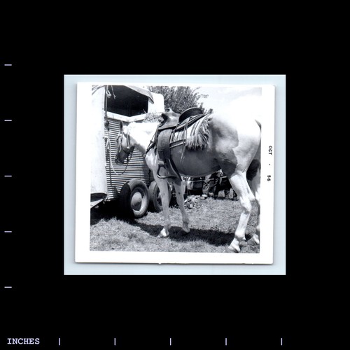 Vintage square photo horse - vintage,