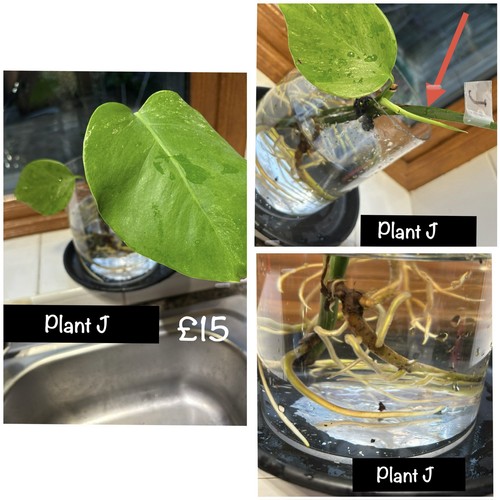 Monstera albo variegated - monstera,