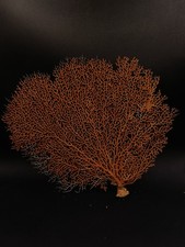Large gorgonian sea fan soft