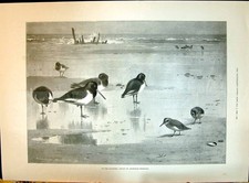 Old 1896 Seashore Scene Birds
