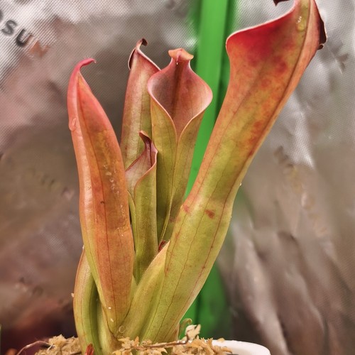 Heliamphora neblinae cerro - heliamphora,