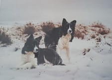 STEVEN TOWNSEND Signed Limited