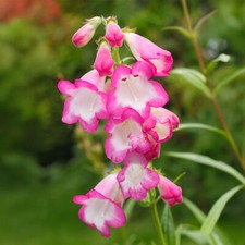 Penstemon pensham laura - penstemon,