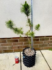 Pinus Ponderosa Ponderosa Pine
