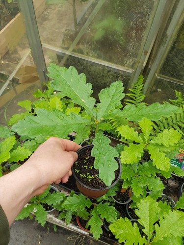 English oak seedling bonsai - english,