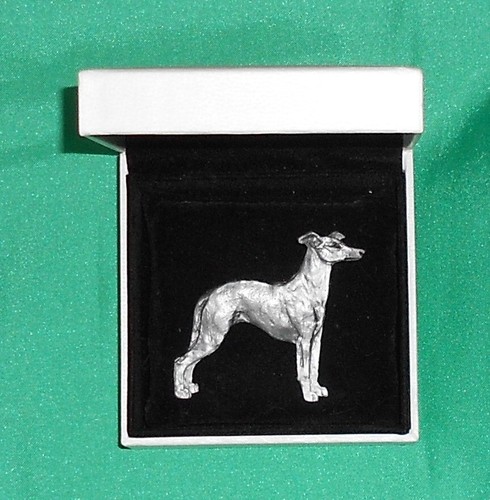 Whippet dog blue breed - blue,