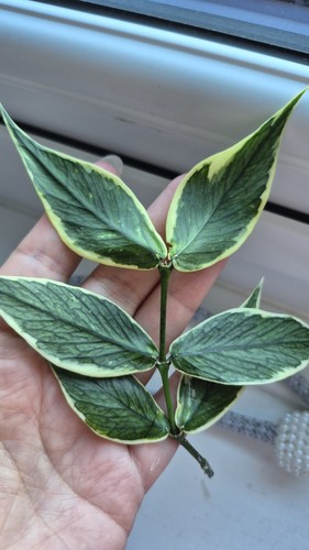 Hoya polyneura outer - polyneura, |