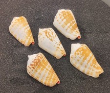 5 x Luhu/Strawberry Conch