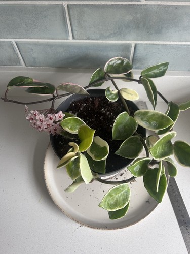 Hoya carnosa krimson - carnosa,