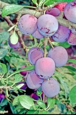 Dwarf Plum 'Violetta' ideal