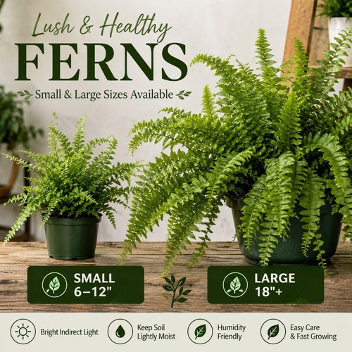 Huge live fern plants for - fern,
