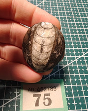 Polished Orthoceras Nautiloid