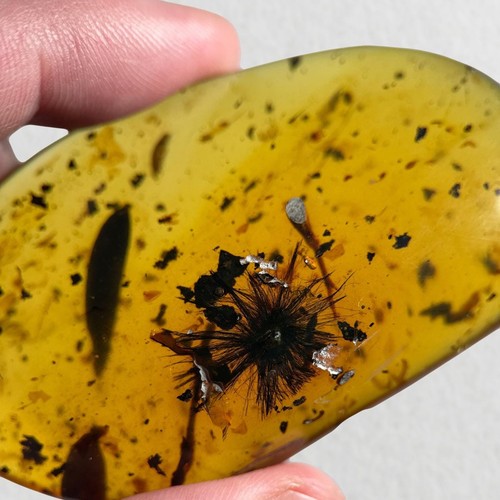 Dandelion seed burmese - seed,