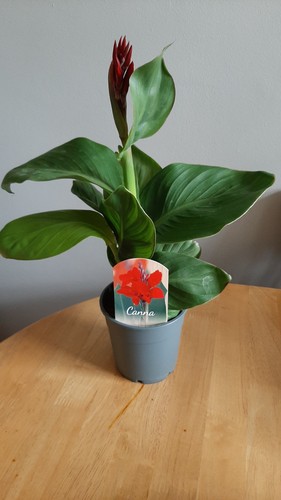 Canna cannova potted - potted,