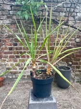 2 x Yucca Filamentosa - Adams Needle Evergreen Hardy Tropical Small Plants 40cm