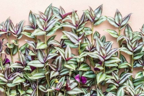 Wandering jew tradescantia - 10,