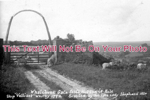 1786 whale bones - 1786,