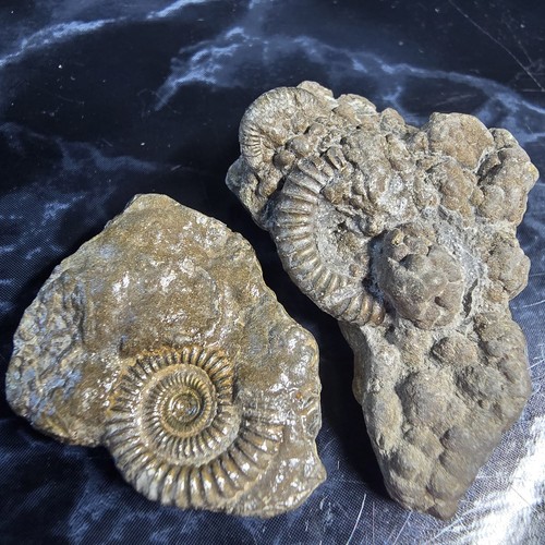 Pyrite multi ammonite fossils - pyrite, multi-ammonite