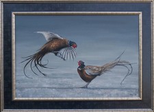 Pheasants, Ring-necked rooster