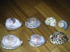 5 large cowrie tiger shells