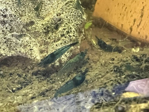 Blue dream shrimp - dream, culls
