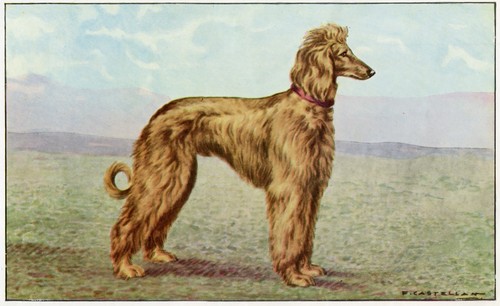 Afghan hound dog antique - afghan,